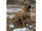 Adopt Angel--SEE VIDEO--IN TRAINING a Boxer