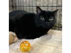 Adopt Zoe a Domestic Short Hair