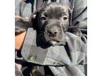 Adopt Rachel a Labrador Retriever, Pit Bull Terrier