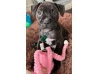 Adopt Shadow a Pit Bull Terrier, Labrador Retriever