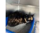 Adopt Wanda a Domestic Short Hair