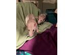 Adopt Lady & Caramel a Rat