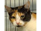 Adopt Charlotte a Domestic Short Hair