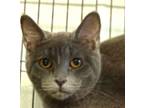 Adopt Ashlyn a Domestic Short Hair