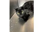 Adopt Ryma a Domestic Short Hair