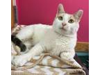 Adopt Bunny a Domestic Short Hair