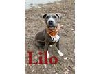 Adopt Lilo 29911 a Pit Bull Terrier