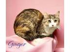 Adopt Ginger 29924 a Domestic Short Hair