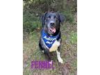 Adopt Fennel 123004 a Labrador Retriever, Australian Cattle Dog / Blue Heeler