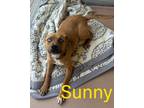 Adopt Sunny 121968 a Pit Bull Terrier, Mixed Breed