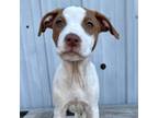 Adopt Charlotte Pr3 a Pit Bull Terrier