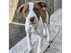 Adopt Jasmine K3 a Pit Bull Terrier