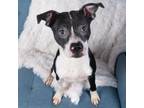 Adopt FIONA a Pit Bull Terrier, Mixed Breed