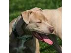 Adopt Kudu a Pit Bull Terrier, Mixed Breed