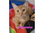 Adopt Commerce a Domestic Short Hair