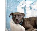 Adopt Cora a Black Labrador Retriever, Pit Bull Terrier