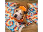 Adopt Colene a Pit Bull Terrier, American Staffordshire Terrier