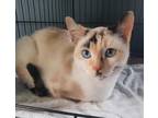 Adopt COTTON a Domestic Short Hair