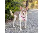 Adopt Jazzie a Rat Terrier