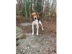 Adopt CITRUS a Hound