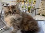 Dollface Persian Calico Kitten