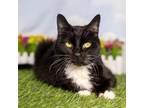 Adopt Cello a Domestic Short Hair