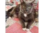 Adopt Emma a Russian Blue