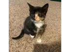 Adopt Puddy--In Foster***ADOPTION PENDING*** a Domestic Short Hair