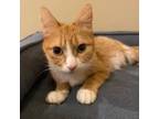 Adopt Estelle--In Foster a Domestic Short Hair