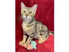 Adopt Amari a Domestic Short Hair