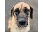 Adopt Logue a Mastiff, Great Dane