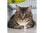 Adopt Daisy and Lilly a Domestic Short Hair