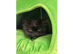 Adopt Zuzu a Persian