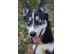 Adopt Bella a Siberian Husky