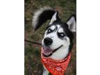 Adopt Eclipse Aka Kipsey a Siberian Husky