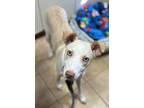 Adopt Stella a Siberian Husky, Labrador Retriever