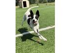 Adopt Ellie a Australian Cattle Dog / Blue Heeler, Border Collie