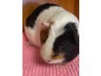 Adopt Arizona a Guinea Pig