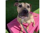 Adopt Penelope a Pit Bull Terrier