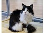 Adopt Puff a Domestic Long Hair, Domestic Short Hair