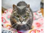 Adopt Theodosia a Domestic Short Hair