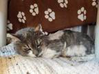 Adopt Evelyn a Domestic Long Hair, Domestic Short Hair