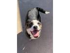 Adopt Tally Lonestar a Border Collie, Boston Terrier