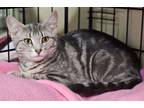 Adopt Olive a Tabby