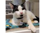 Adopt Chelsea a Extra-Toes Cat / Hemingway Polydactyl