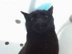 Adopt BABY BLACK a Domestic Short Hair