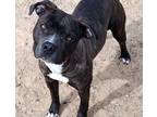 Adopt SWEET LOVE a Pit Bull Terrier, Mixed Breed