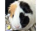 Adopt 73789 a Guinea Pig