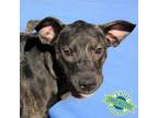 Adopt Juno a Mixed Breed