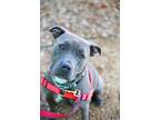 Adopt Bindi a Pit Bull Terrier